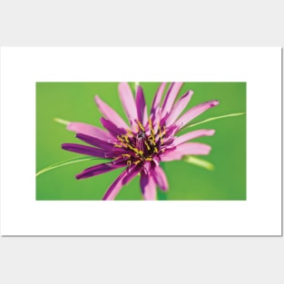 Salsify flowerhead Posters and Art